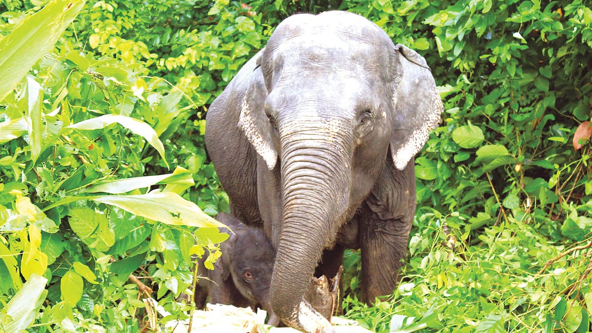 গাজীপুরের শ্রীপুরে বঙ্গবন্ধু সাফারি পার্কে প্রথমবারের মতো হাতির বাচ্চা হয়েছে। ছবিটি গতকাল সকালে তোলা l প্রথম আলো