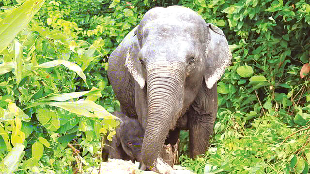 গাজীপুরের শ্রীপুরে বঙ্গবন্ধু সাফারি পার্কে প্রথমবারের মতো হাতির বাচ্চা হয়েছে। ছবিটি গতকাল সকালে তোলা l প্রথম আলো