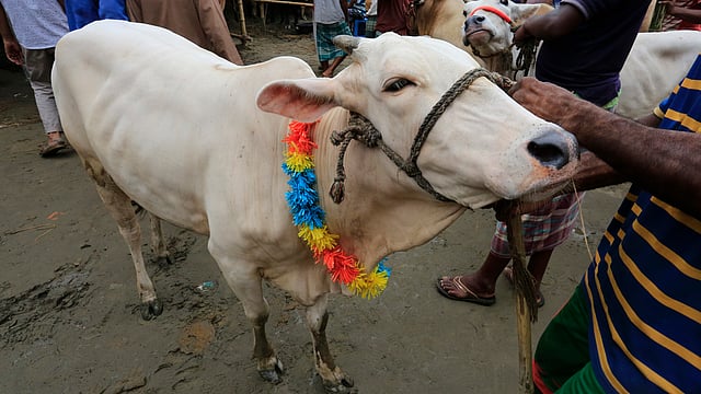 পুরান ঢাকার রহমতগঞ্জ খেলার মাঠে মীরকাদিমের বিখ্যাত গাভি। ছবিটি বৃহস্পতিবার তোলা। ছবি: হাসান রাজা