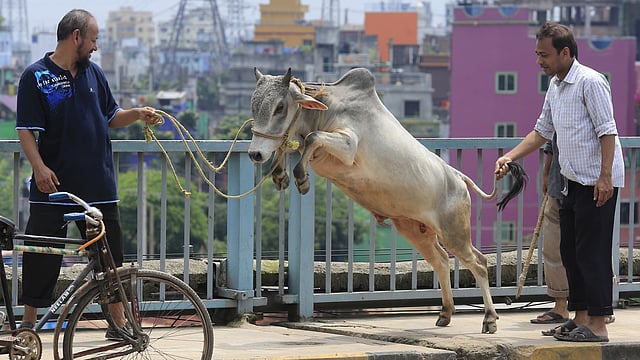 হাট থেকে বাড়ি ফেরার পথে বেঁকে বসেছে গরুটি। ছবিটি শুক্রবার রাজধানীর পোস্তগোলা সেতু থেকে তোলা। ছবি: হাসান রাজা
