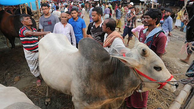 রাজধানীর মোহাম্মদপুরের বসিলা এলাকার গরুর হাটে গরু পছন্দ করছেন ক্রেতারা। ছবিটি বুধবার তোলা। ছবি: জাহিদুল করিম