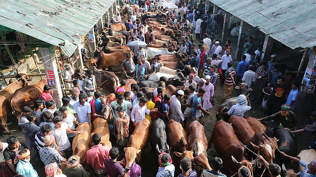 রাজধানীর গাবতলী গরুর পশুর হাটের মঙ্গলবারের চিত্র। ছবি: জাহিদুল করিম
