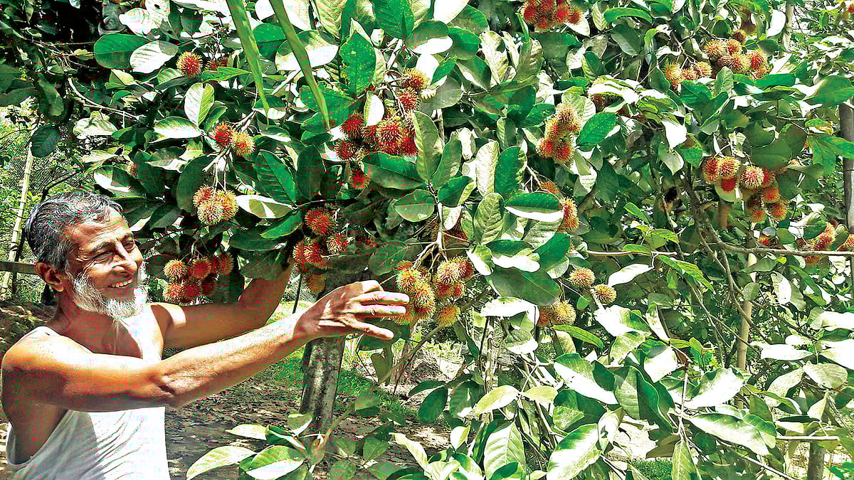 নেত্রকোনায় রামবুটান ফলের চাষ করেছেন কৃষক উসমান গনি l ছবি: প্রথম আলো
