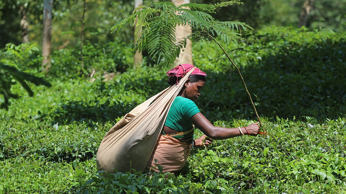 প্রথম আলো ফাইল ছবি