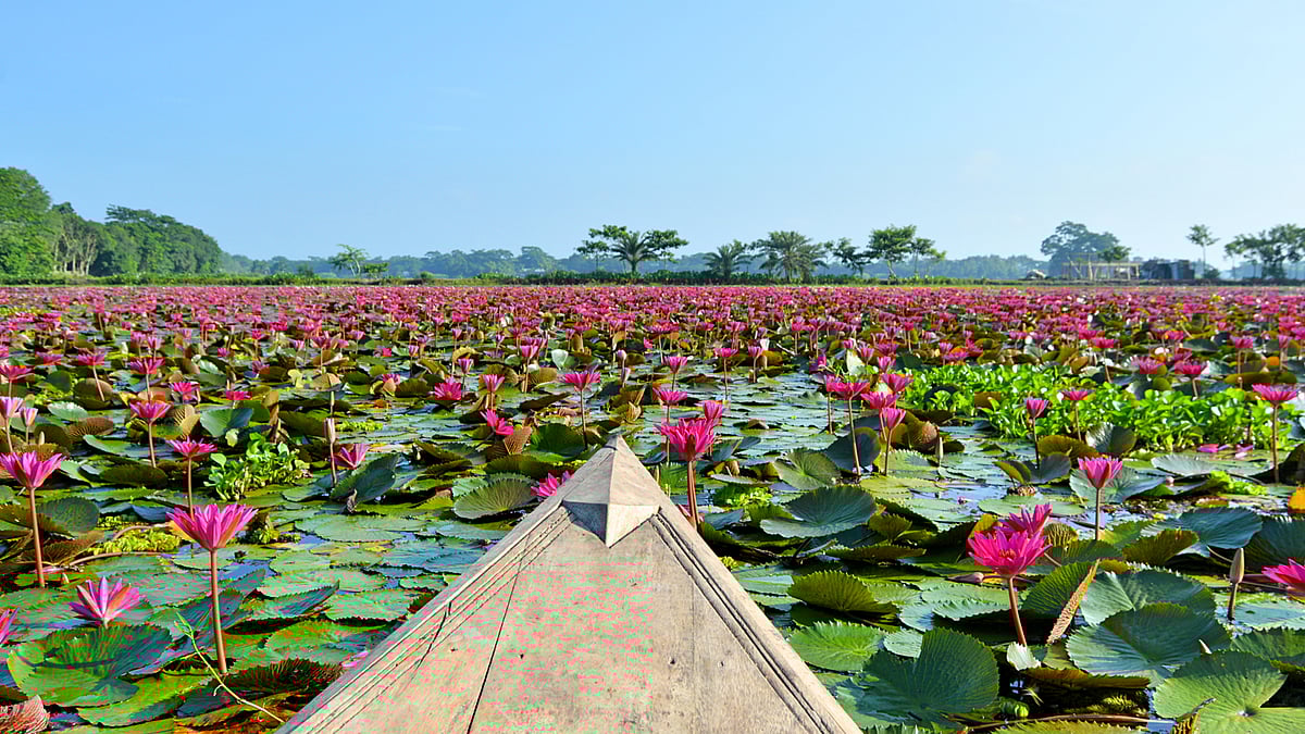 যত দূর চোখ যায় শুধু শাপলা আর শাপলা।