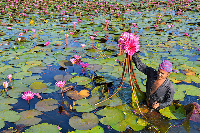 বিল থেকে শাপলা তুলে আঁটি বাঁধছেন একজন।