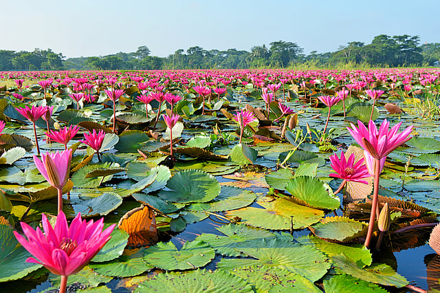 চোখজুড়ানো লাল শাপলার রাজ্য।