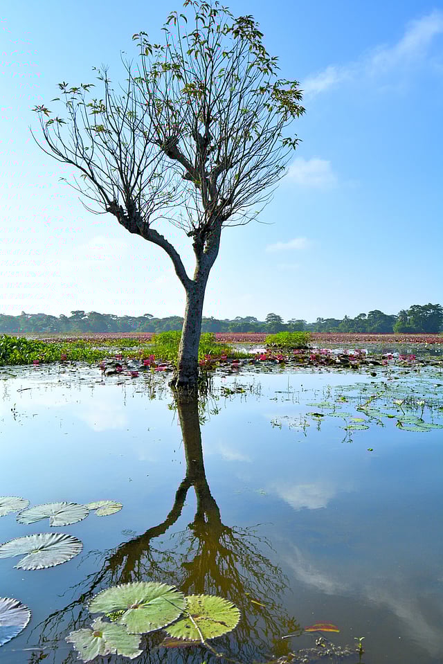 সাতলা বিলে রাশি রাশি লাল শাপলা।