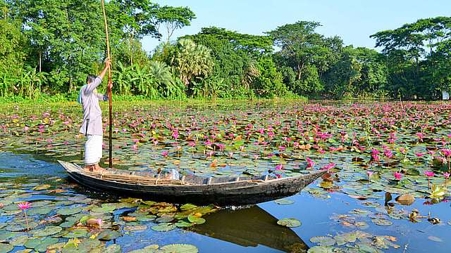 বিলের মাঝেই যাঁদের বাড়ি, যাতায়াতে নৌকাই তাঁদের একমাত্র বাহন।