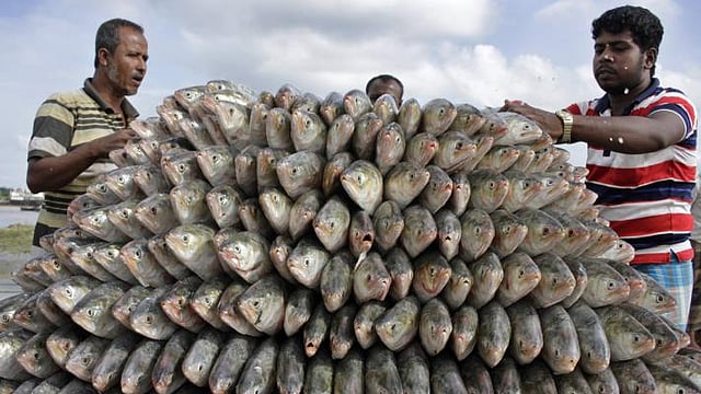 ইলিশ। প্রথম আলো ফাইল ছবি