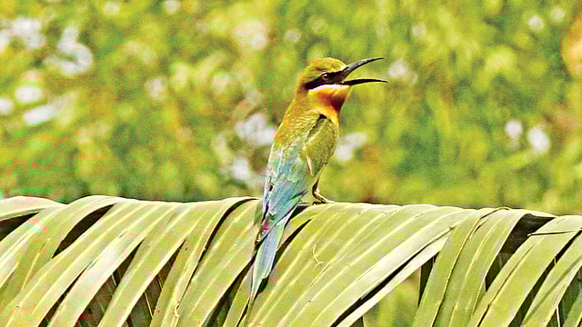 নীল-লেজ সুইচোরা। ছবিটি রাজশাহী বিশ্ববিদ্যালয়ের উদ্ভিদ উদ্যান থেকে সম্প্রতি  তোলা l ছবি: লেখক