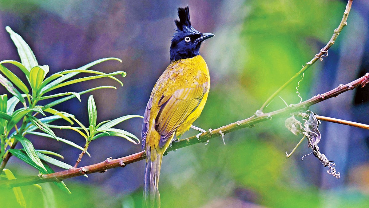 কালো-খোঁপা বুলবুলির ছবিটি লেখক সম্প্রতি কাপ্তাই জাতীয় উদ্যানের বড়ছড়া থেকে তুলেছেন