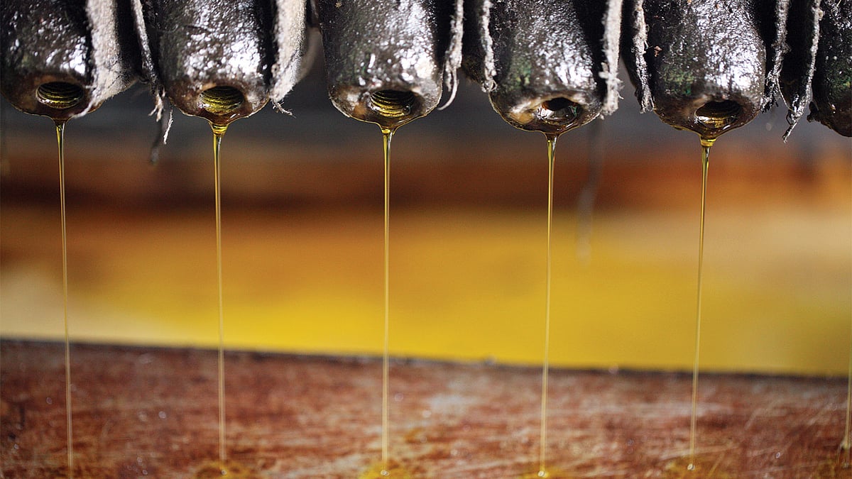 চুইয়ে পড়ছে সরিষার তেল। ছবি: খালেদ সরকার