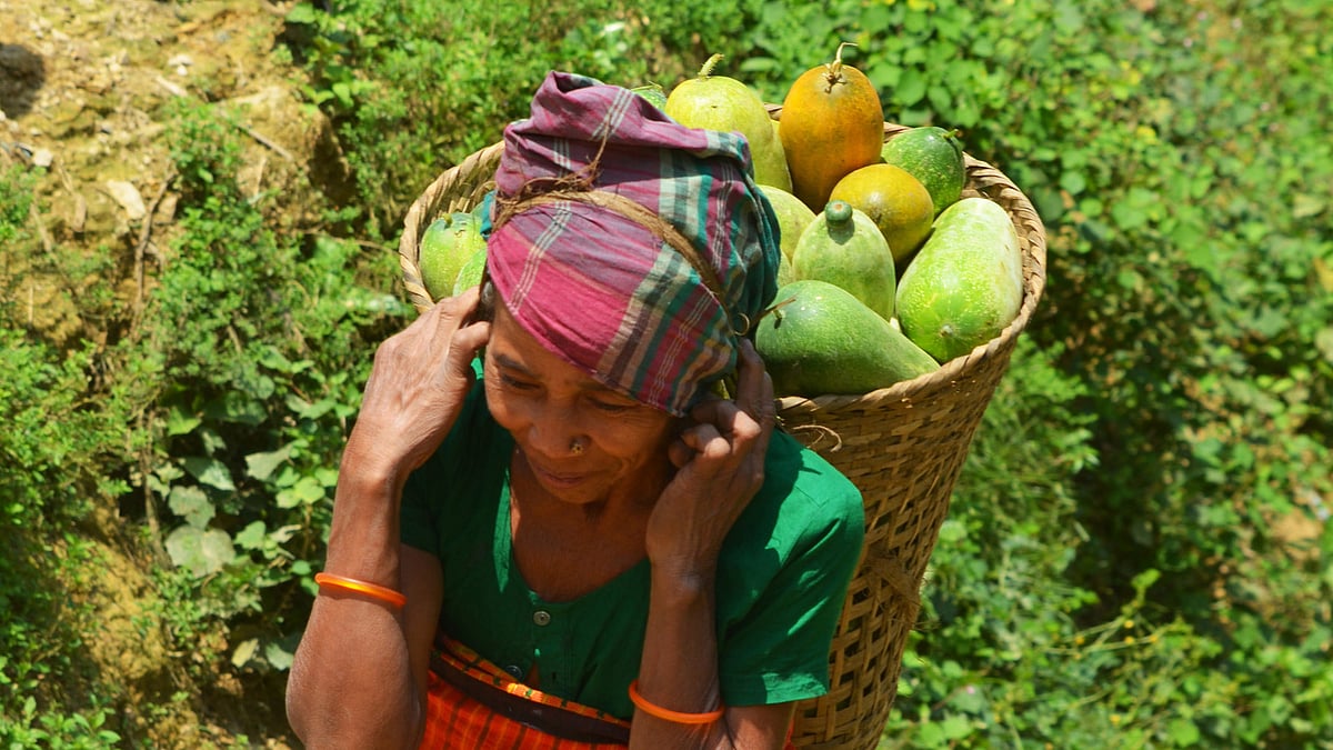 সীমানা পাড়ার জুম খেত থেকে মারফা নিয়ে ফিরছেন এক ত্রিপুরা নারী। ছবি: পলাশ বড়ুয়া