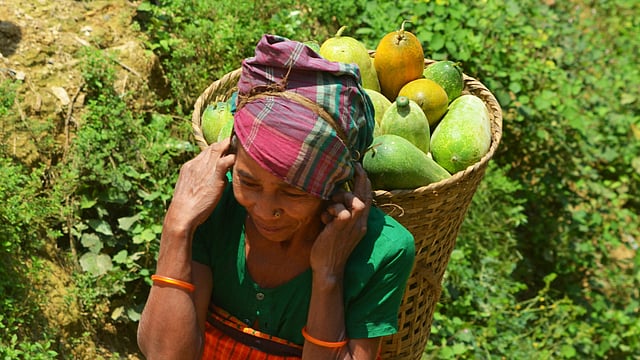 সীমানা পাড়ার জুম খেত থেকে মারফা নিয়ে ফিরছেন এক ত্রিপুরা নারী। ছবি: পলাশ বড়ুয়া