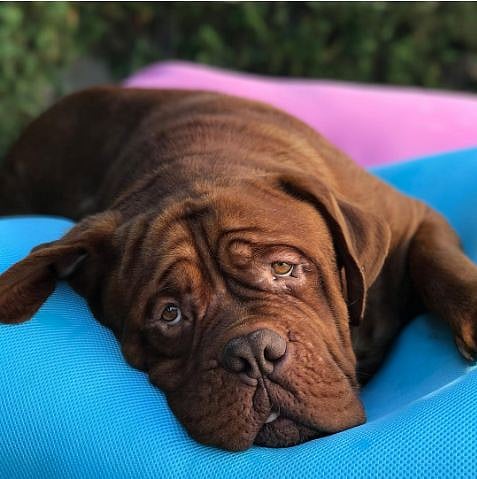 হাল্ক, মেসিকে উপহার দিয়েছেন রোকুজ্জো। ছবি: ইনস্টাগ্রাম