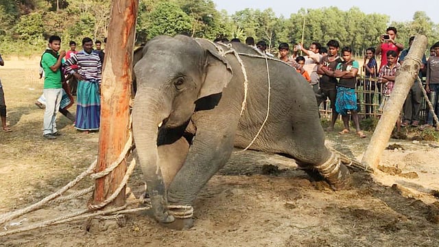 পাঁচ বছর বয়সী পোষা হাতি বাহাদুরের প্রশিক্ষণের প্রথম দিন। এদিন মা নূরজাহানের কাছ থেকে তাকে আলাদা করতে বেশ বেগ হয়েছিল প্রশিক্ষকদের। হাজারো লোক ভিড় জমান দৃশ্যটি দেখতে। ছবিটি জানুয়ারি মাসে তোলা। ছবি: কল্যাণ প্রসূন
