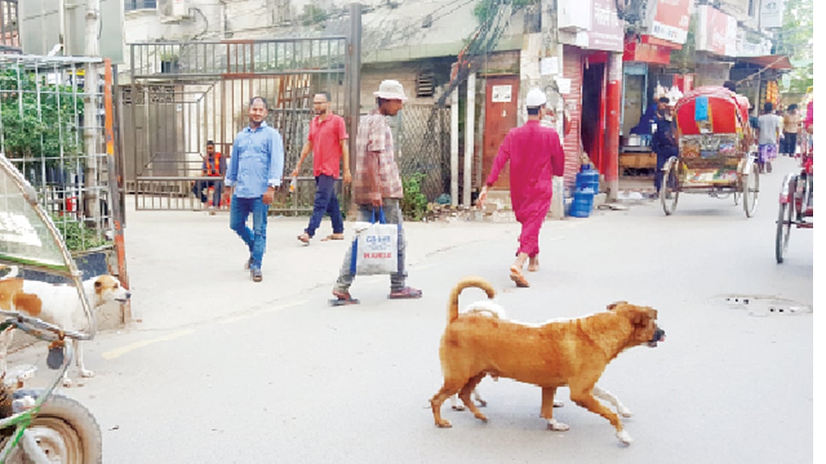 পশ্চিম নাখালপাড়ায় ব্যস্ত রাস্তায় অবাধে চলছে কুকুর। তবে কান দেখে বোঝা যায় এ কুকুরটিকে বন্ধ্যাকরণ করা হয়েছে l প্রথম আলো