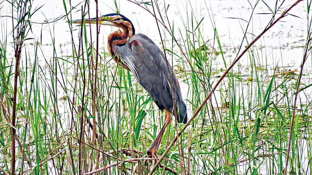বেগুনি বকের এই ছবি টাঙ্গুয়ার হাওর থেকে তুলেছেন আ ন ম আমিনুর রহমান