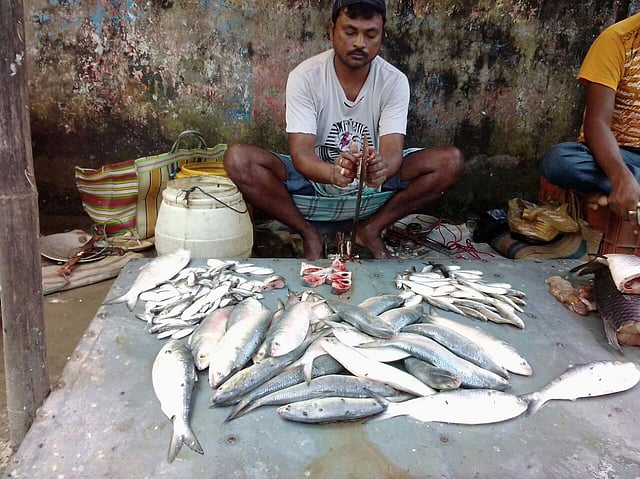 ভারতের বাজারে বিক্রি হচ্ছে ইলিশ।