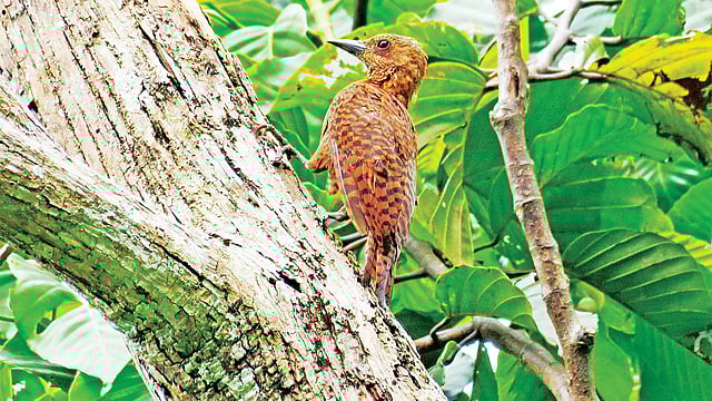 আদমপুর সংর‌ক্ষিত বনে লালচে কাঠঠোকরা l ছবি: লেখক
