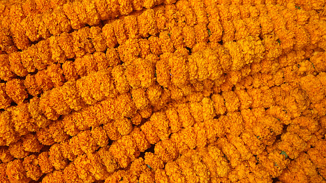 গাঁদা ফুলের মালা কিনতে হলে এক সঙ্গে কিনতে হবে ২০টি মালা। দাম ৩০০ টাকা। শাহবাগ, ঢাকা, ২৫ অক্টোবর। ছবি: আবদুস সালাম