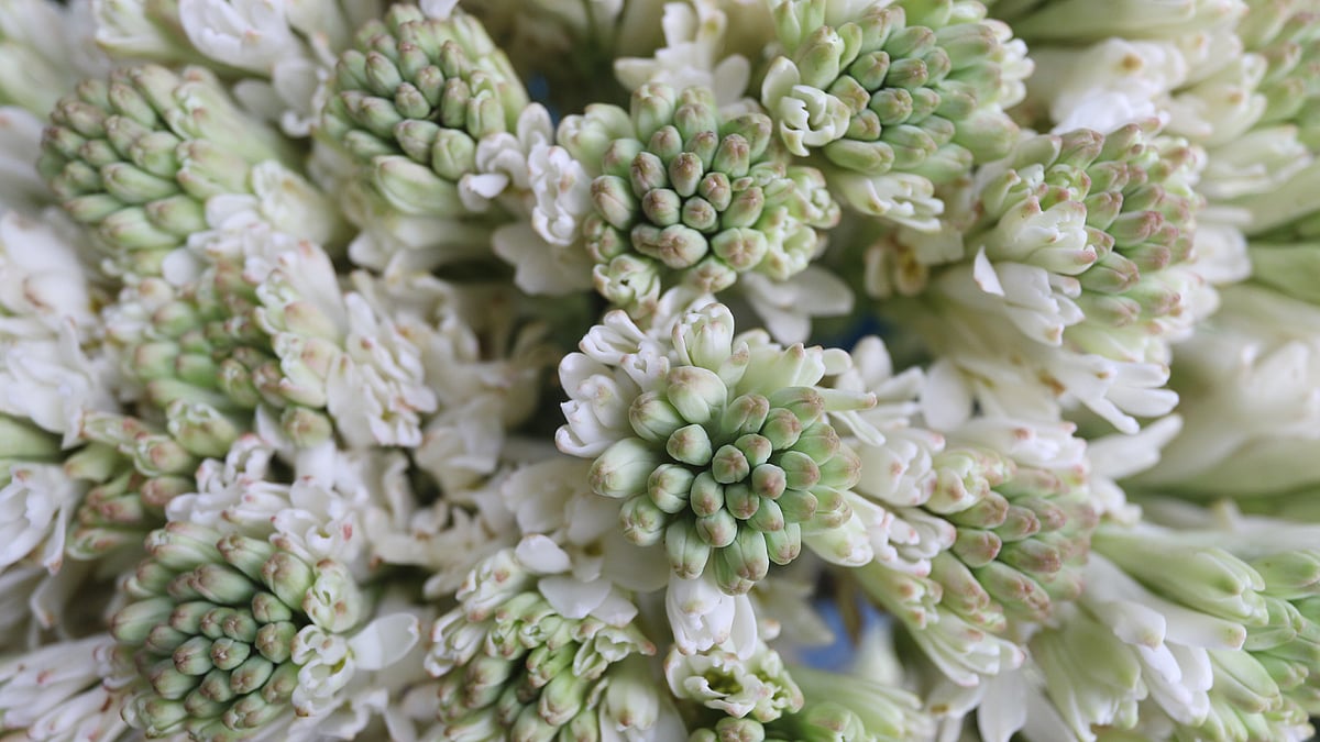 রাজধানীর শাহবাগের শিশুপার্কের পাশে প্রতিদিন ভোরে বসে ফুলের বাজার। যশোর, সাভার, মানিকগঞ্জসহ দেশের বিভিন্ন জায়গা থেকে এখানে ফুল আসে। সকালেই বিভিন্ন এলাকার ফুল ব্যবসায়ীরা এখান থেকে পাইকারি দামে ফুল কিনে নিয়ে যান। এক আঁটি রজনীগন্ধা বিক্রি হয় ৩০০ টাকায়। শাহবাগ, ঢাকা, ২৫ অক্টোবর। ছবি: আবদুস সালাম