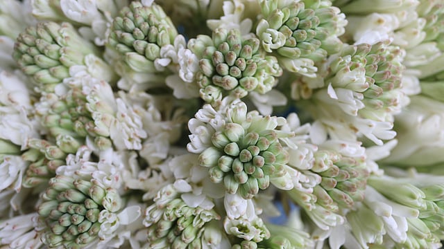 রাজধানীর শাহবাগের শিশুপার্কের পাশে প্রতিদিন ভোরে বসে ফুলের বাজার। যশোর, সাভার, মানিকগঞ্জসহ দেশের বিভিন্ন জায়গা থেকে এখানে ফুল আসে। সকালেই বিভিন্ন এলাকার ফুল ব্যবসায়ীরা এখান থেকে পাইকারি দামে ফুল কিনে নিয়ে যান। এক আঁটি রজনীগন্ধা বিক্রি হয় ৩০০ টাকায়। শাহবাগ, ঢাকা, ২৫ অক্টোবর। ছবি: আবদুস সালাম