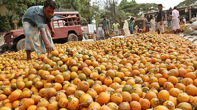 সুপারি। প্রথম আলো ফাইল ছবি