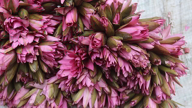 লাল শাপলার আঁটির দাম ২৫ টাকা। শাহবাগ, ঢাকা, ২৫ অক্টোবর। ছবি: আবদুস সালাম