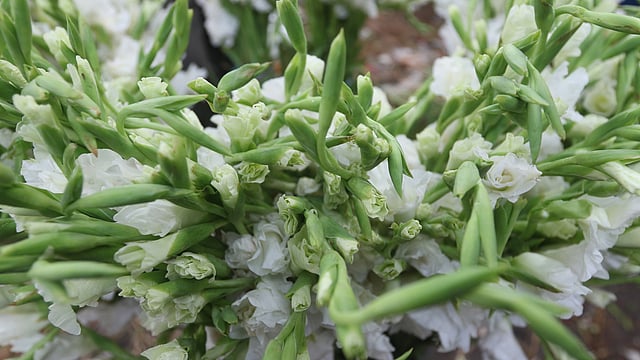 বিদেশের হলেও দেশেই এখন চাষ হচ্ছে গ্লাডিওলাস ফুল। আঁটি ভেদে দাম ২০০ থেকে ৪০০ টাকার মধ্যে। শাহবাগ, ঢাকা, ২৫ অক্টোবর। ছবি: আবদুস সালাম