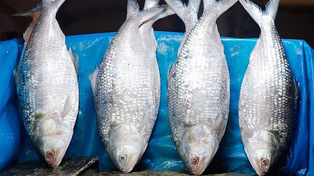 ইলিশ মাছ