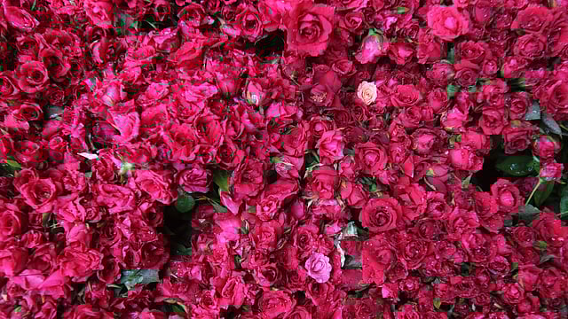 ছোট গোলাপের আঁটির দাম পড়বে ২০০ টাকা। শাহবাগ, ঢাকা, ২৫ অক্টোবর। ছবি: আবদুস সালাম