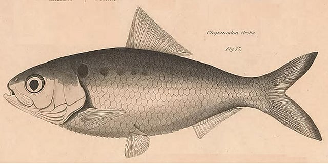 বলা হয়ে থাকে, এটাই হাতে আঁকা ইলিশের প্রথম ছবি। ১৮২২ সালে এফ হ্যামিলটন ছবিটি আঁকেন।