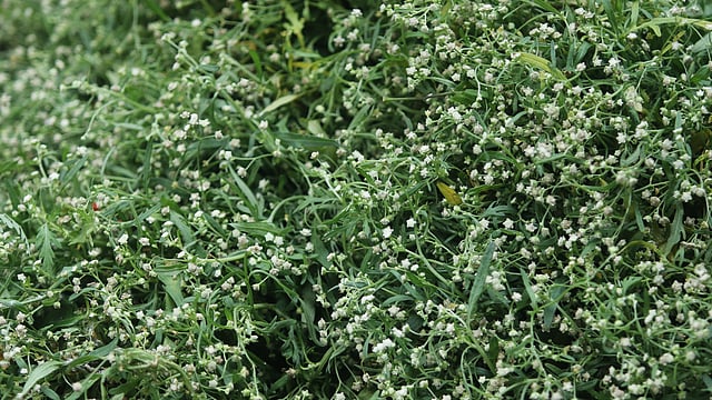 প্রতি আঁটি জিপসি ফুলের দাম ৫০ থেকে ৮০ টাকা পর্যন্ত। শাহবাগ, ঢাকা, ২৫ অক্টোবর। ছবি: আবদুস সালাম