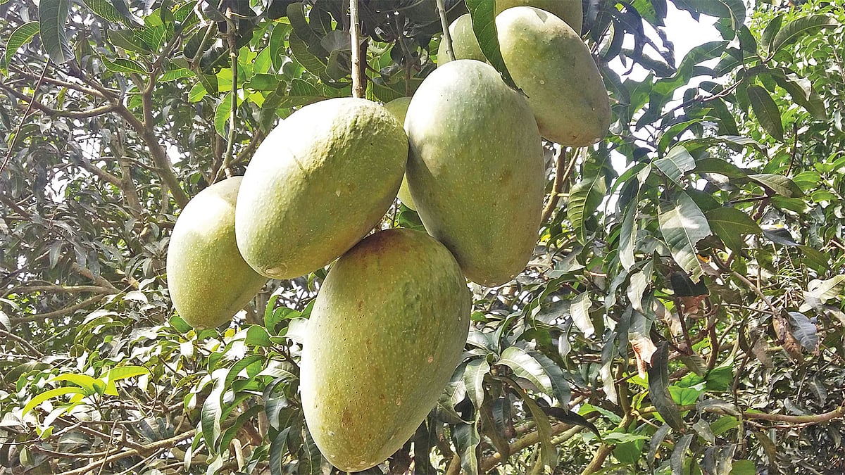 চাঁপাইনবাবগঞ্জের গোমস্তাপুর উপজেলার শিবনগর গ্রামের একটি আমগাছে কার্তিক মাসে ধরে আছে আশ্বিনা আম l ছবি: প্রথম আলো