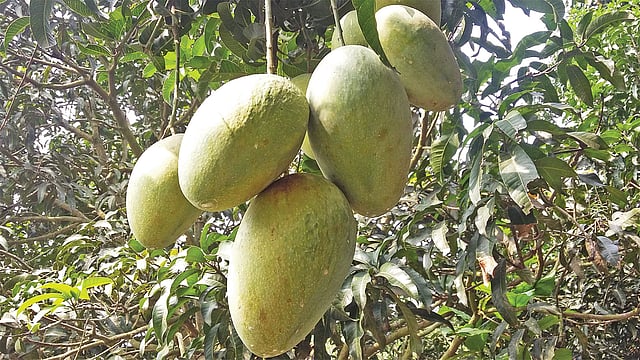 চাঁপাইনবাবগঞ্জের গোমস্তাপুর উপজেলার শিবনগর গ্রামের একটি আমগাছে কার্তিক মাসে ধরে আছে আশ্বিনা আম l ছবি: প্রথম আলো