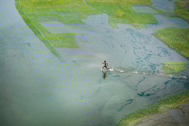 ফসলের মাঠে জমে থাকা পানিতে ছুটছে এক শিশু। তরা সেতু, মানিকগঞ্জ। ছবি: অপু জামান