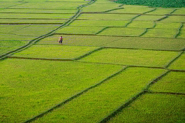 দিগন্তজোড়া সবুজ মাঠ। মহানন্দা সেতু, চাঁপাইনবাবগঞ্জ। ছবি: অপু জামান