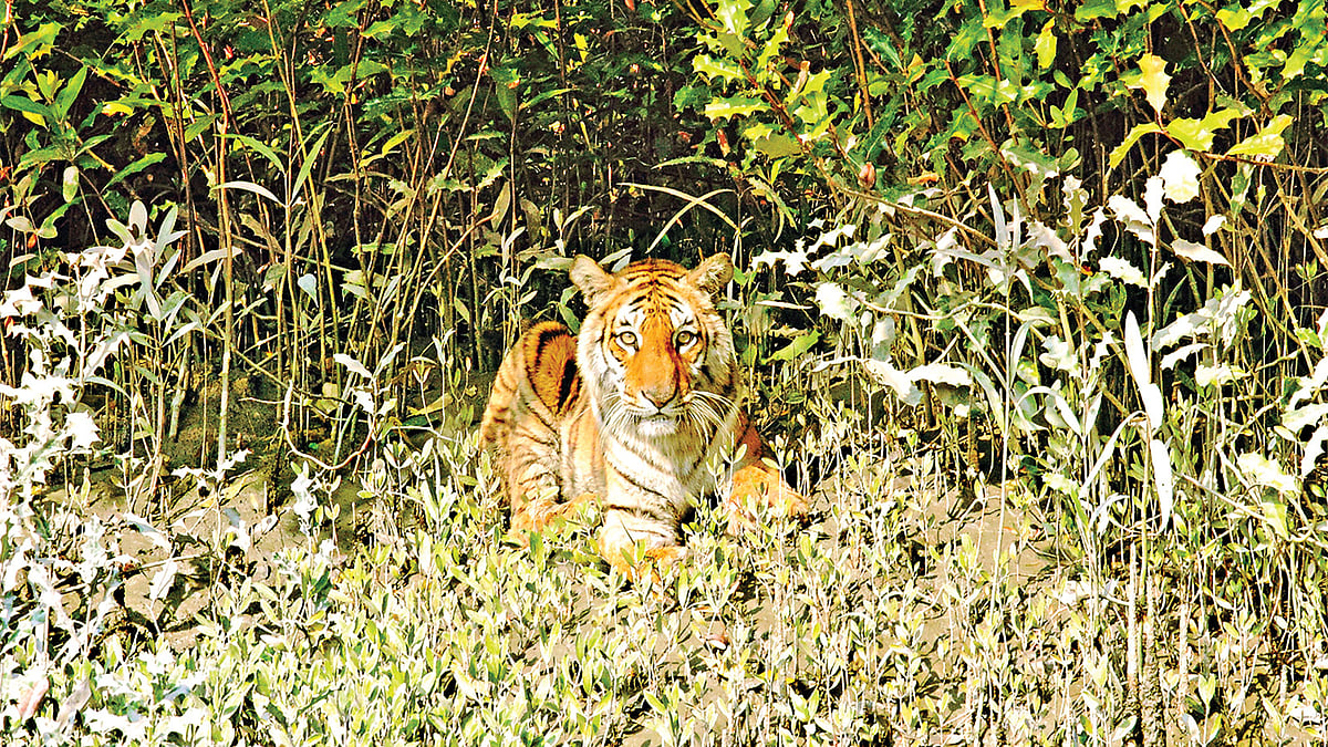 ফাইল ছবি