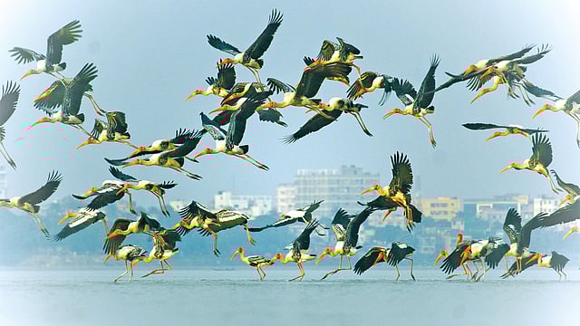 একঝাঁক উড়ন্ত রঙিলা সারস। ২৩ অক্টোবর রাজশাহীর পদ্মায় l ছবি: মো. কায়েস