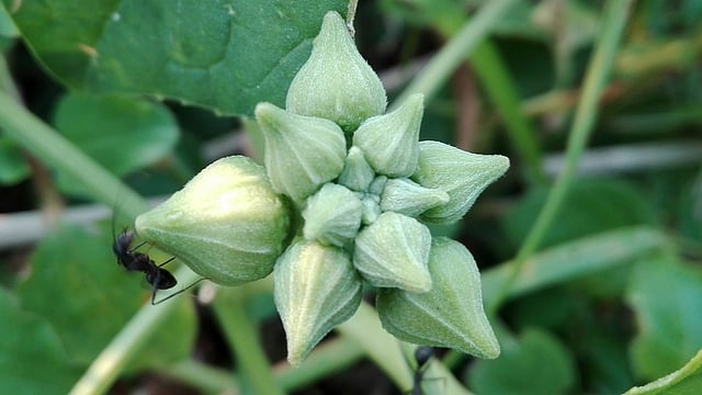 ধুন্দলের ফুল ফোটার অপেক্ষায়। কুমারখালী, কুষ্টিয়া, সাম্প্রতিক ছবি। ছবি: প্রবীর কুমার