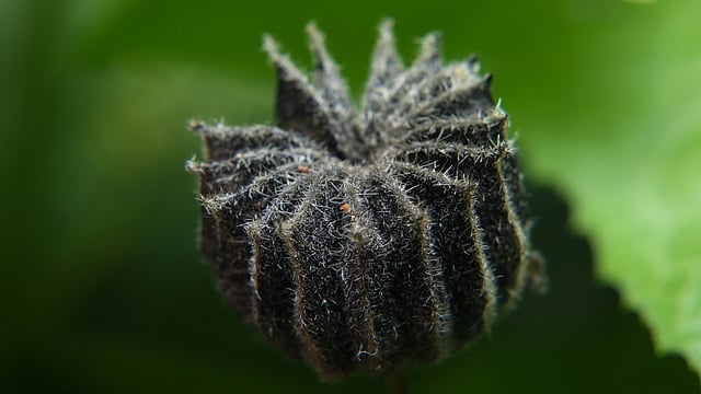 কাঁটাযুক্ত উদ্ভিদ। আগারগাঁও, ঢাকা, সাম্প্রতিক ছবি। ছবি: জামিউল ইসলাম