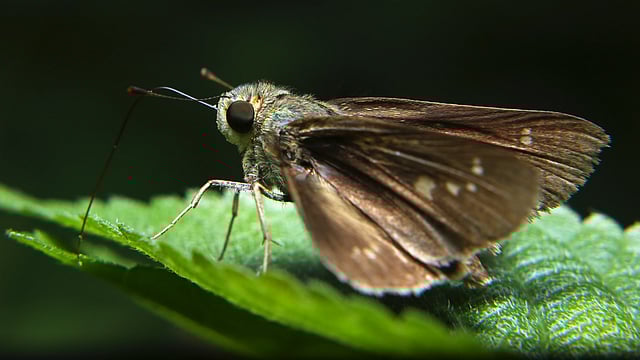 পাতায় বসে আছে একটি মথ। মানিক মিয়া অ্যাভিনিউ, ঢাকা, সাম্প্রতিক ছবি। ছবি: জামিউল ইসলাম