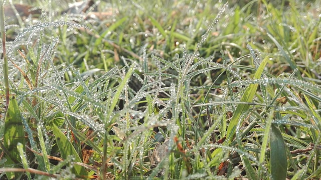 ঘাসে জমে আছে ভোরের শিশির বিন্দু। কুমারখালী, কুষ্টিয়া, সাম্প্রতিক ছবি। ছবি: প্রবীর কুমার