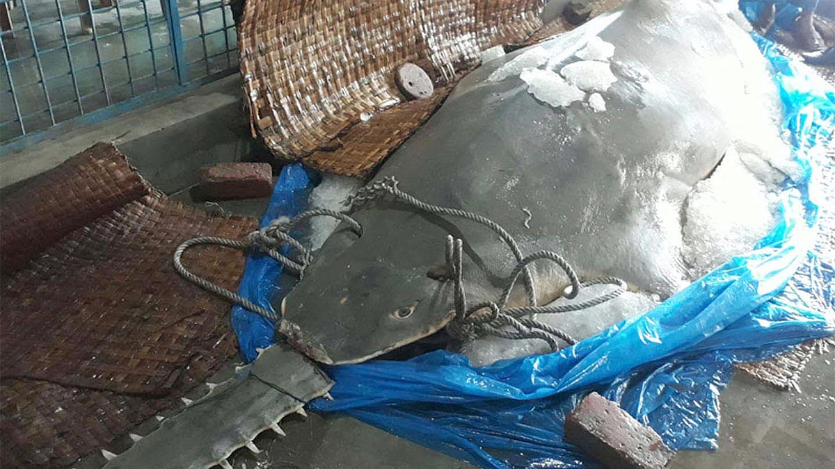 বঙ্গোপসাগরে জেলেদের জালে বিশাল এই করাতি বা খটক মাছ ধরা পড়ে। ছবি: প্রথম আলো