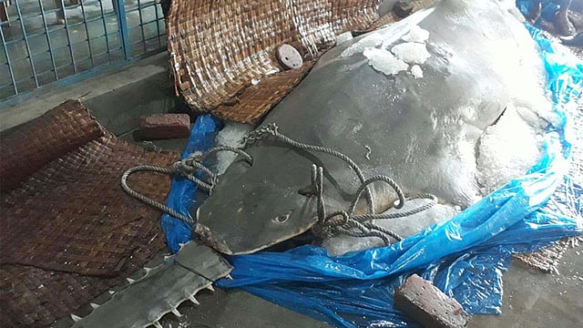 বঙ্গোপসাগরে জেলেদের জালে বিশাল এই করাতি বা খটক মাছ ধরা পড়ে। ছবি: প্রথম আলো