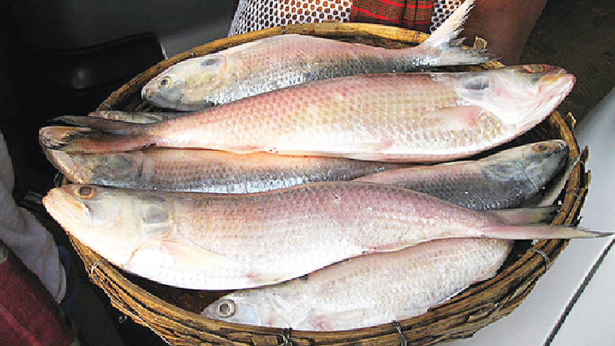 প্রজননক্ষেত্র রক্ষায় কড়াকড়ির সুফল হিসেবে এখন মৌসুমে বিপুল পরিমাণ ইলিশ ধরা পড়ে। ছবি: প্রথম আলো