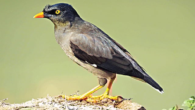 মিষ্টি রোদে ঝুঁটি শালিক। পটুয়াখালীর লেবুখালী ফেরিঘাটে l লেখক