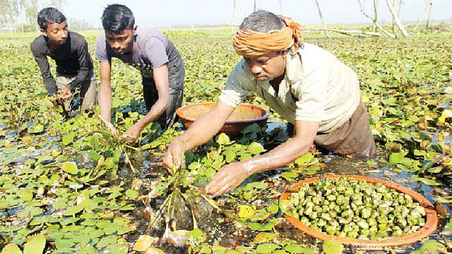 বগুড়ার গাবতলী উপজেলার বড় সাঘাটিয়া গ্রামের গুদার বিলে দুজন লোক নিয়ে পানিফল তুলছেন কৃষক বাদল মিয়া (ডানে)। গতকাল ছবিটি তুলেছেন সোয়েল রানা